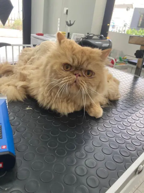 Elvis Pet Kuaför Kadıköy fotoğraf 5