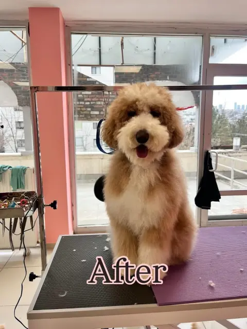Bandana Bağlıca Pet Grooming/ Pet Kuaför & Boutique fotoğraf 3