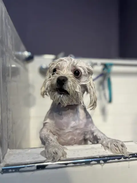 PET KUAFÖR ZEY fotoğraf 3
