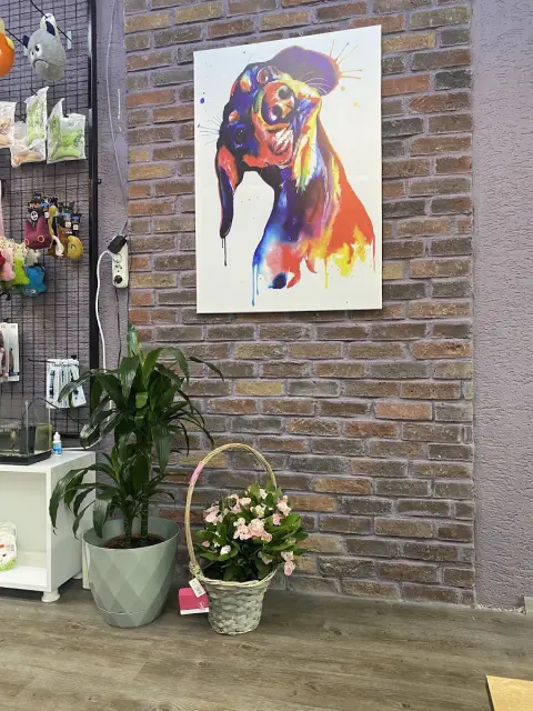 PET KUAFÖR ZEY fotoğraf 5