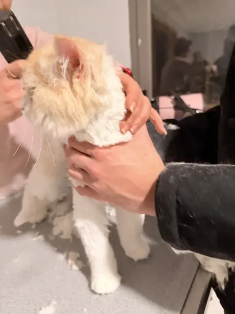 Bağlıca Pet Kuaför fotoğraf 2