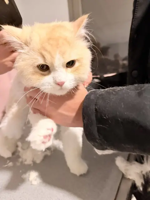 Bağlıca Pet Kuaför fotoğraf 3