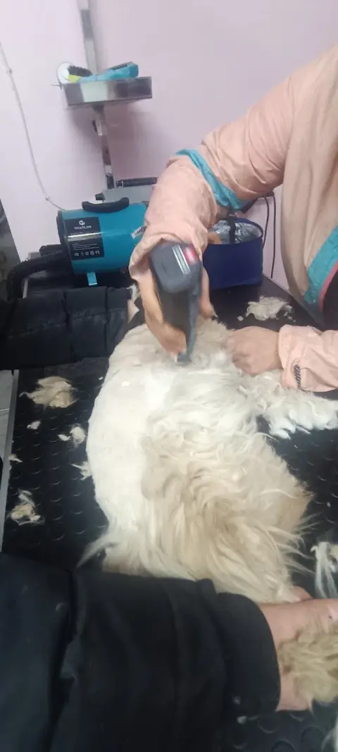 Bağlıca Pet Kuaför fotoğraf 4