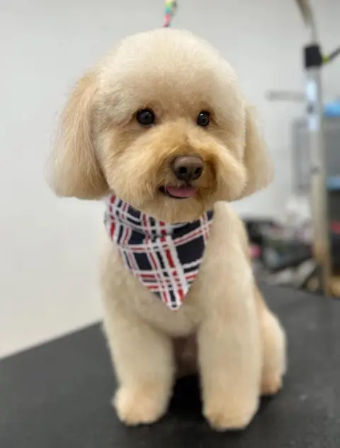 BAHÇELİEVLER ANGEL PET KUAFÖR fotoğraf 2