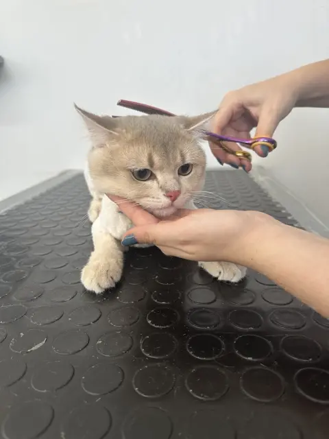 BAHÇELİEVLER ANGEL PET KUAFÖR fotoğraf 3