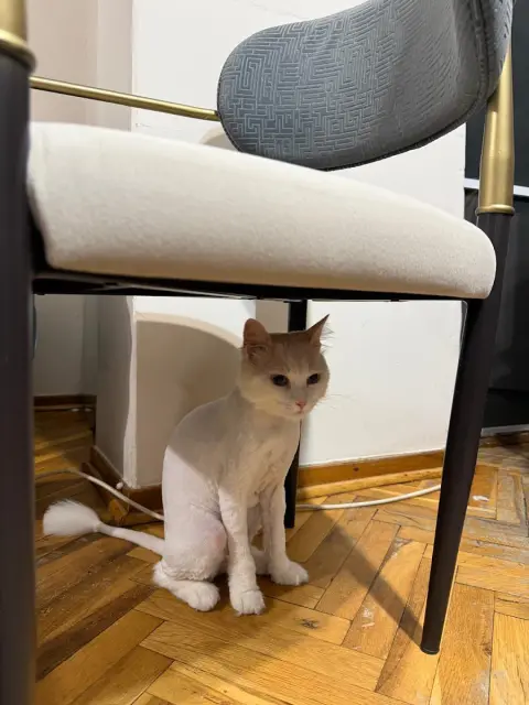 BAHÇELİEVLER ANGEL PET KUAFÖR fotoğraf 4