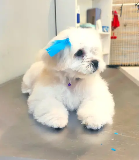 BAHÇELİEVLER ANGEL PET KUAFÖR fotoğraf 5