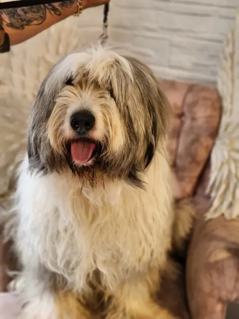 Arthur Pet Kuaför fotoğraf 5