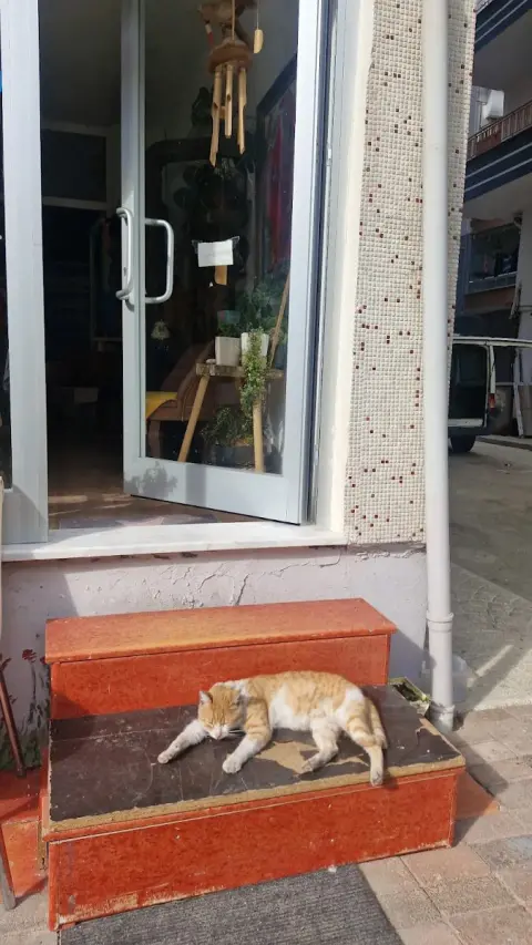 Aslıhanne pet kuaför fotoğraf 2