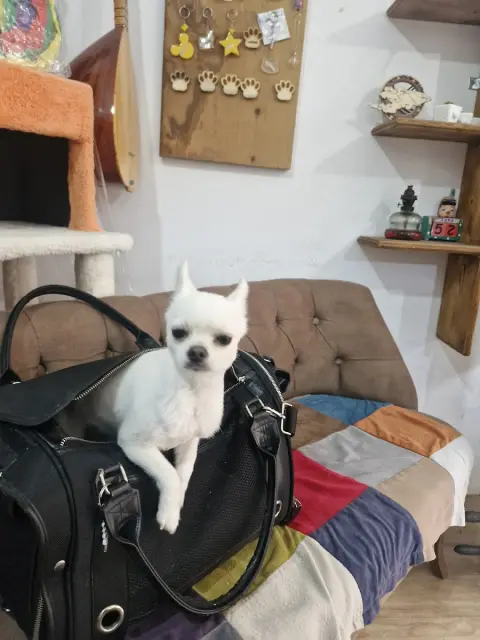 Aslıhanne pet kuaför fotoğraf 3