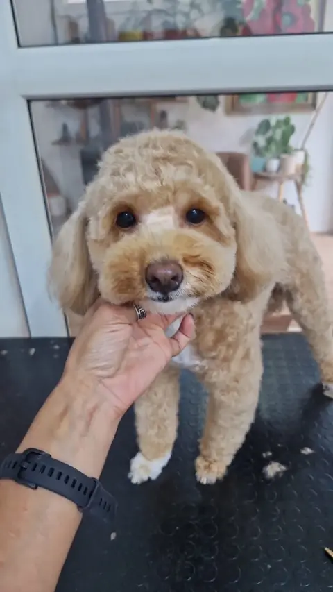 Aslıhanne pet kuaför fotoğraf 4