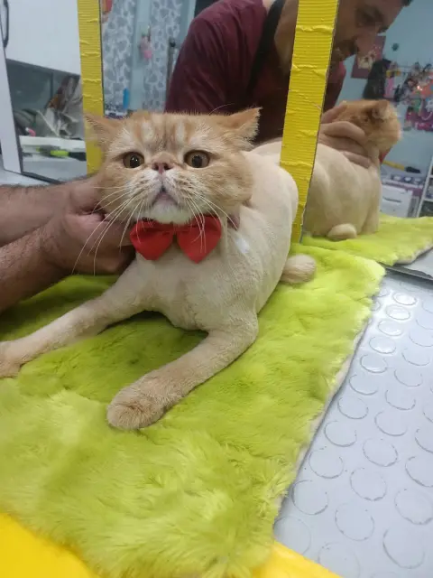 İstanbul Pet Kuaför ATAKENT PET KUAFÖR - İstanbul Anestezisiz Kedi Tıraşı - İstanbul Köpek Tıraşı fotoğraf 4