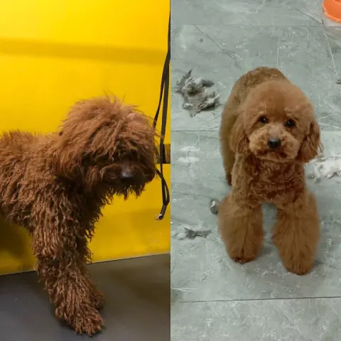 Pet Kuaför Seren fotoğraf 3