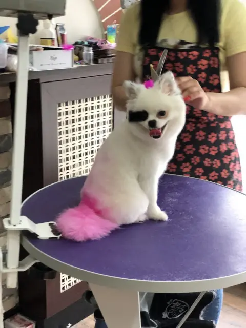 Pet Kuaför Seren fotoğraf 5