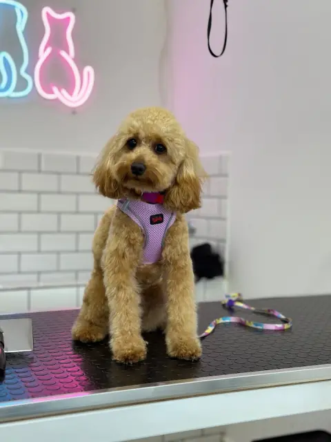 EMRE DEMİRÖREN PET KUAFÖR & SPA fotoğraf 2