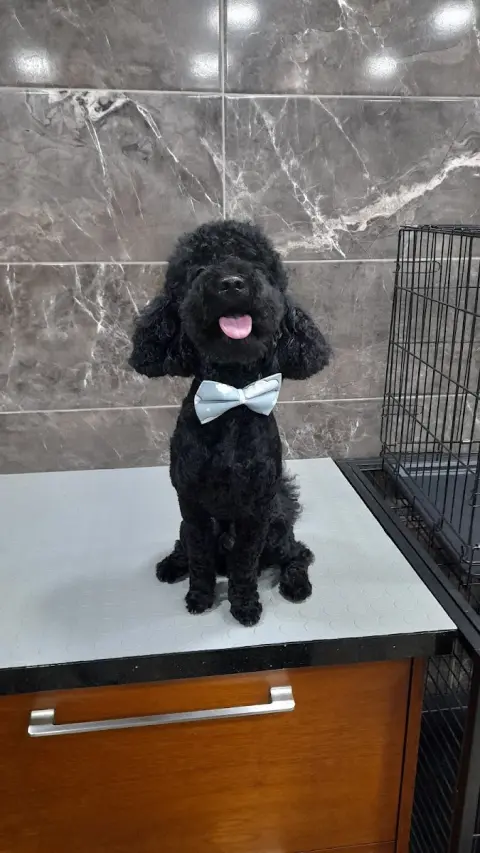 PET İMAJ PET KUAFÖR & PET SHOP & PET BUTİK fotoğraf 4