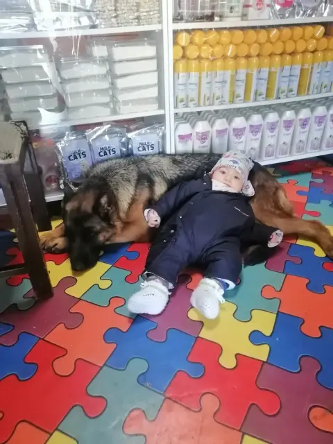 Sivas petshop Nunu pet shop & pet kuaför banyo ve traş fotoğraf 2