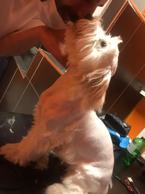 Petkuaför Tıraşyapanadam fotoğraf 4