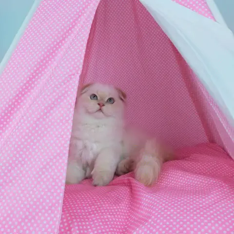 Köpük pet Kuaför fotoğraf 4