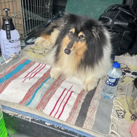 Köpük pet Kuaför fotoğraf 5