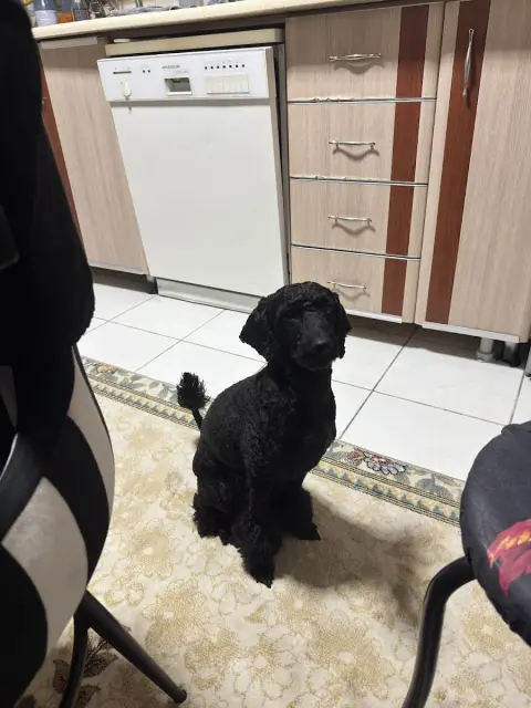 Neige Pet Shop ve Pet Kuaför fotoğraf 5