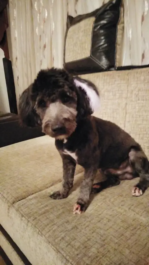 Odi Pet Kuaför Ve Petshop fotoğraf 4