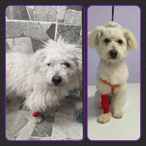 PATİKÜR PET KUAFÖR fotoğraf 4