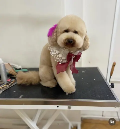 BEE Pet Grooming & SPA | Pet Kuaför& Butik fotoğraf 2