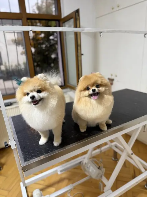 BEE Pet Grooming & SPA | Pet Kuaför& Butik fotoğraf 3