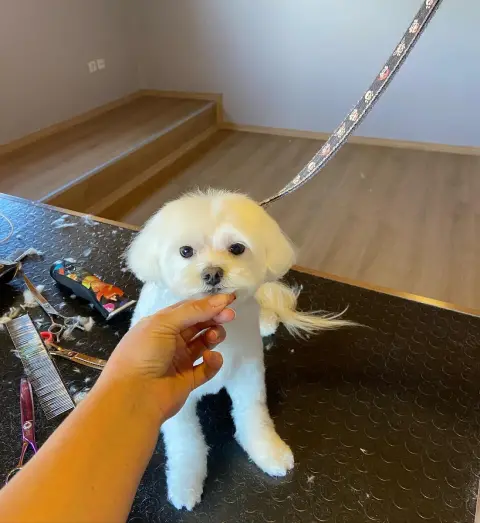 BEE Pet Grooming & SPA | Pet Kuaför& Butik fotoğraf 4