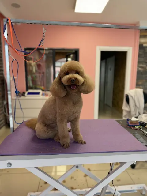 BEE Pet Grooming & SPA | Pet Kuaför& Butik fotoğraf 5