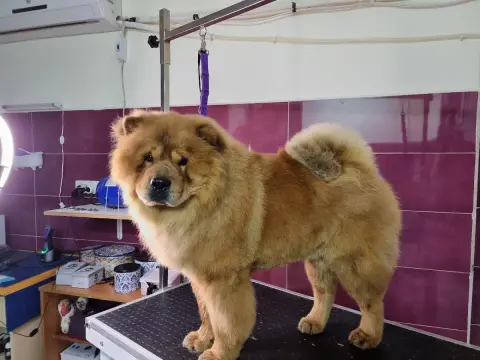 İzmir Pet Kuaför | Adolpha Pet Kuaför fotoğraf 4