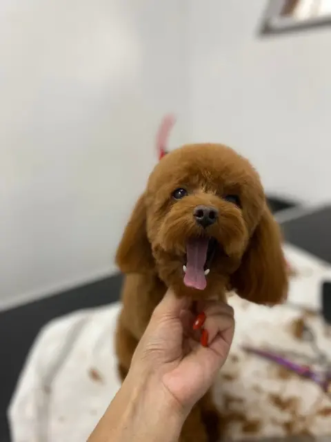 Pet Kuaför | Petibom Kedi Köpek Kuaförü fotoğraf 2