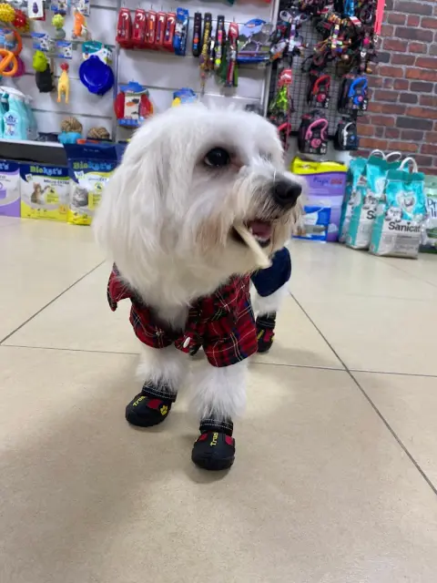 Pet Kuaför | Petibom Kedi Köpek Kuaförü fotoğraf 3