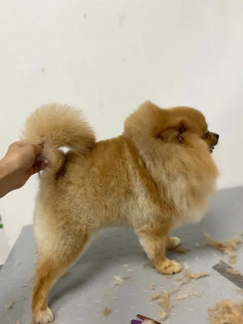 Pet Kuaför | Petibom Kedi Köpek Kuaförü fotoğraf 4