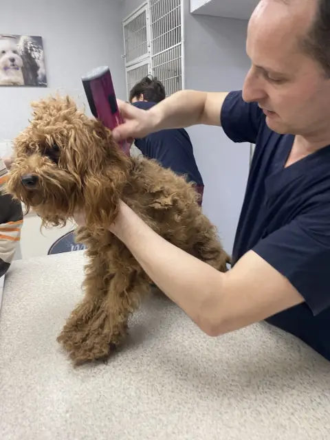 MÜJDE KÖPEK KUAFÖRÜ | BOSTANCI PET KUAFÖR | BOSTANCI KEDİ KÖPEK TRAŞ BANYO fotoğraf 2