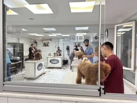 MÜJDE KÖPEK KUAFÖRÜ | BOSTANCI PET KUAFÖR | BOSTANCI KEDİ KÖPEK TRAŞ BANYO fotoğraf 3