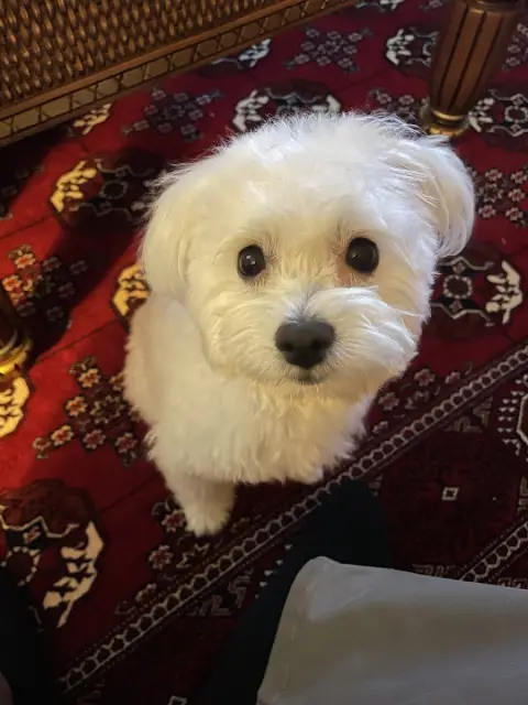 MÜJDE KÖPEK KUAFÖRÜ | BOSTANCI PET KUAFÖR | BOSTANCI KEDİ KÖPEK TRAŞ BANYO fotoğraf 4