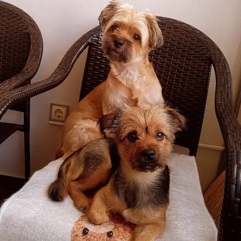MÜJDE KÖPEK KUAFÖRÜ | BOSTANCI PET KUAFÖR | BOSTANCI KEDİ KÖPEK TRAŞ BANYO fotoğraf 5
