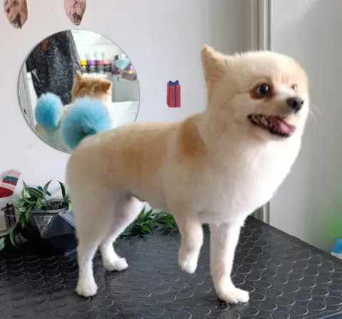 Patiş Grooming Pet Kuaför & Pet Shop fotoğraf 2