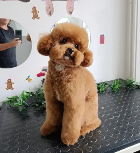 Patiş Grooming Pet Kuaför & Pet Shop fotoğraf 3