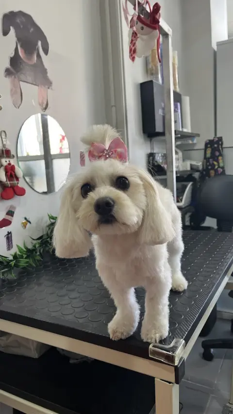 Patiş Grooming Pet Kuaför & Pet Shop fotoğraf 4