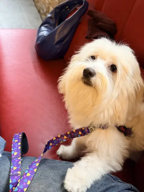 Patiş Grooming Pet Kuaför & Pet Shop fotoğraf 5