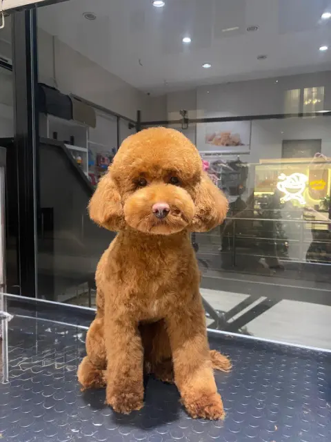 Trend Paws Pet Kuaför&Spa fotoğraf 4