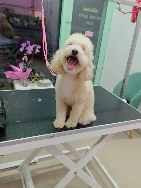 Kaymak Pet Kuaför Üsküdar fotoğraf 2