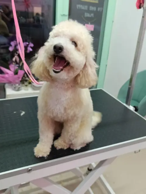 Kaymak Pet Kuaför Üsküdar fotoğraf 4
