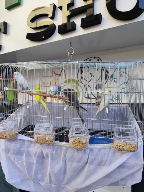 Pativer Petshop Köpek Eğitim Evcil Hayvan Pansiyonu Evcil Pet Kuaförü fotoğraf 3