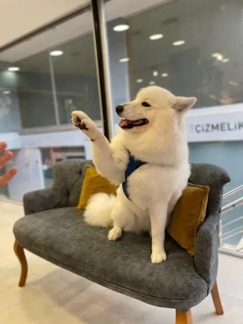 Pet ÇizmeliKedi Petstore & Pet Kuaför fotoğraf 3