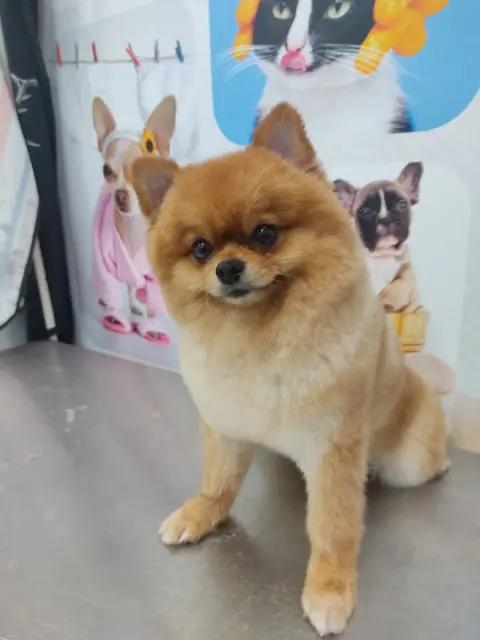 Alfa Pet Kuaför fotoğraf 2