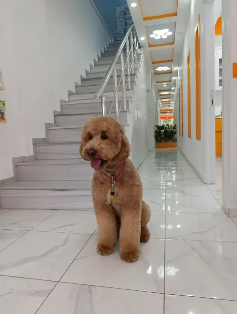 Alfa Pet Kuaför fotoğraf 3